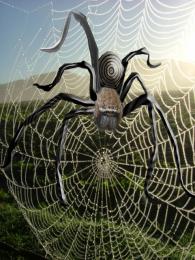 Spiders Web